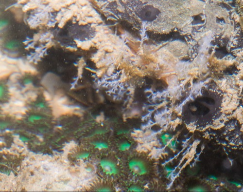 Nemalecium lighti