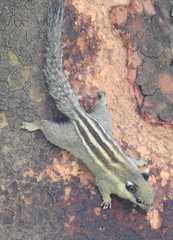Cambodian Striped Squirrel photo 3