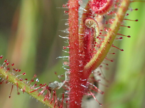 Drosera aquatica