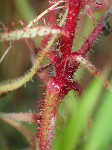 Drosera aquatica