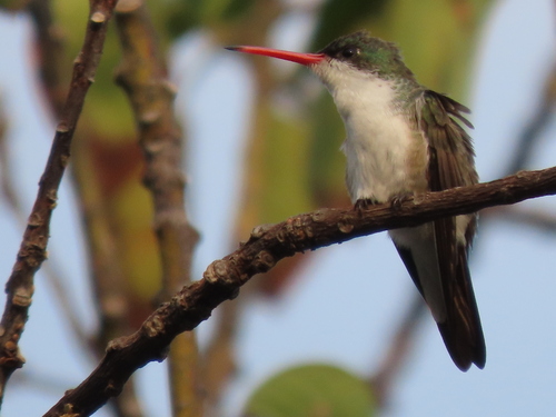 Green-fronted Hummingbird (Ramosomyia viridifrons), photo 7