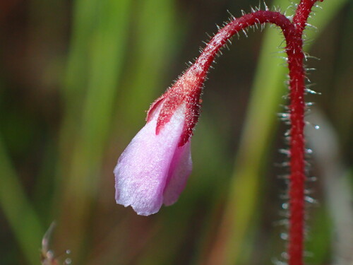 Drosera aquatica