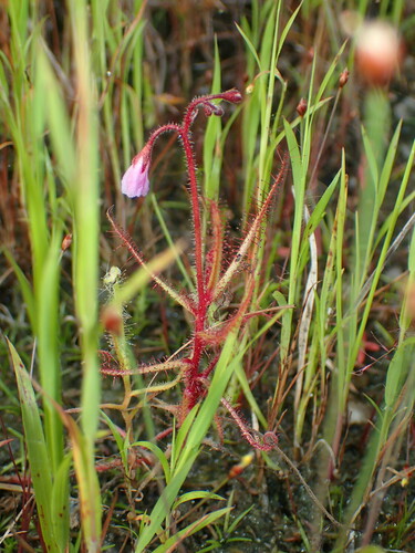 Drosera aquatica