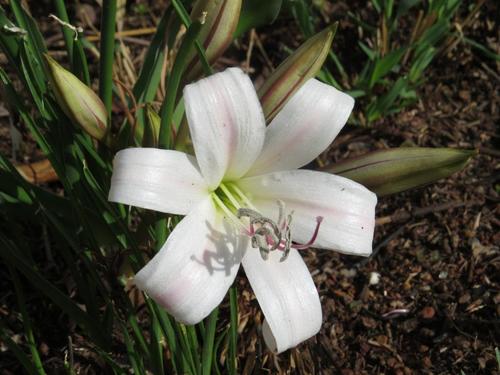 Crinum lugardiae