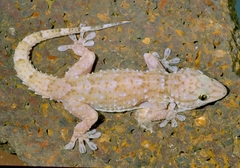 Tarentola parvicarinata