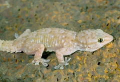 Tarentola parvicarinata