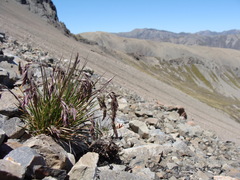 Poa novae-zelandiae