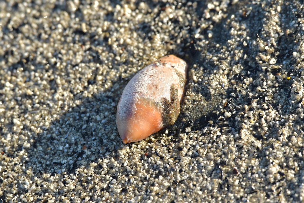 Amalda mucronata