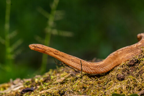 Photo of a Tropidophis cacuangoae (Tropidophis cacuangoae)