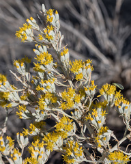 Tetradymia tetrameres