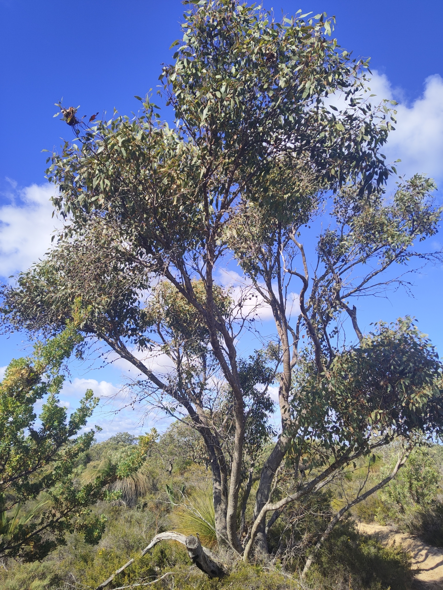 Eucalyptus decipiens
