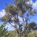 Eucalyptus decipiens - Photo 由 Stirling Yanchep 所上傳的 (c) Stirling Yanchep，保留部份權利CC BY-NC