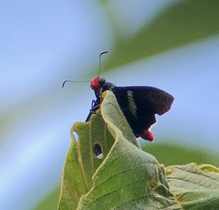 Pyrrhopyge