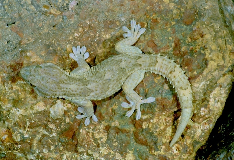 Senegambian Wall Gecko