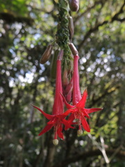 Fuchsia boliviana