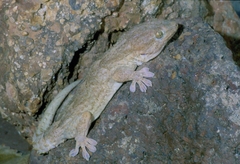 Tarentola senegambiae