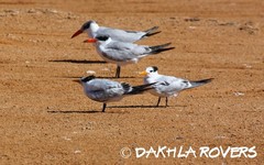 Thalasseus albididorsalis