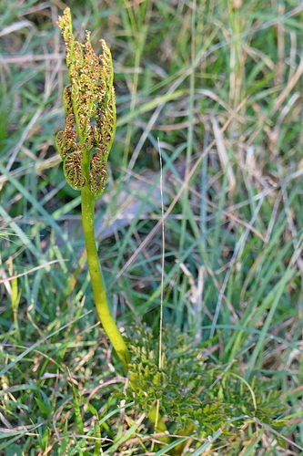 Sceptridium australe (Sceptridium australe)