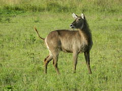 Waterbuck photo 4