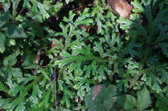 Selaginellaceae