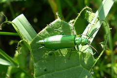 Lytta vesicatoria