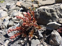 Epilobium porphyrium