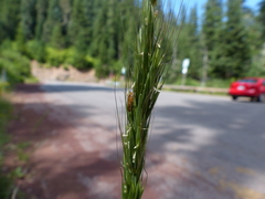 Elymus glaucus glaucus