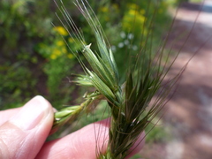 Elymus glaucus glaucus