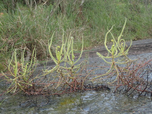 Drosera finlaysonii