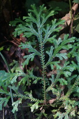 Selaginellaceae