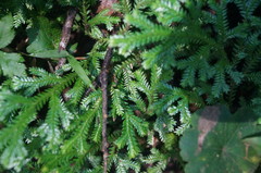 Selaginellaceae