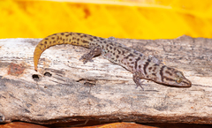 Sphaerodactylus ruibali