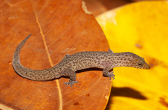 Sphaerodactylus notatus