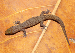 Sphaerodactylus notatus