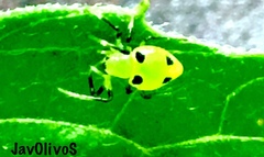 Testudinaria quadripunctata