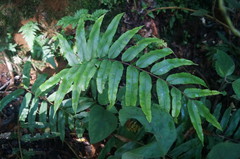 Blechnum schiedeanum