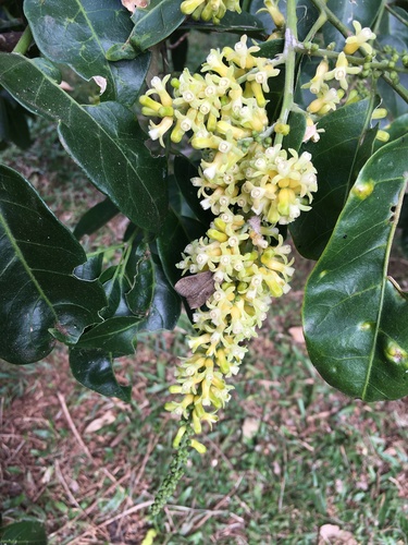 Dysoxylum mollissimum Blume