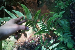 Blechnum schiedeanum