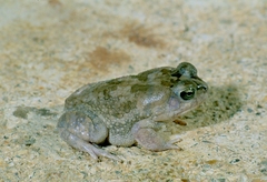 Sclerophrys xeros