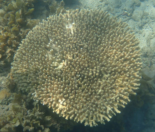 Acropora millepora