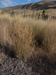 Elymus wawawaiensis