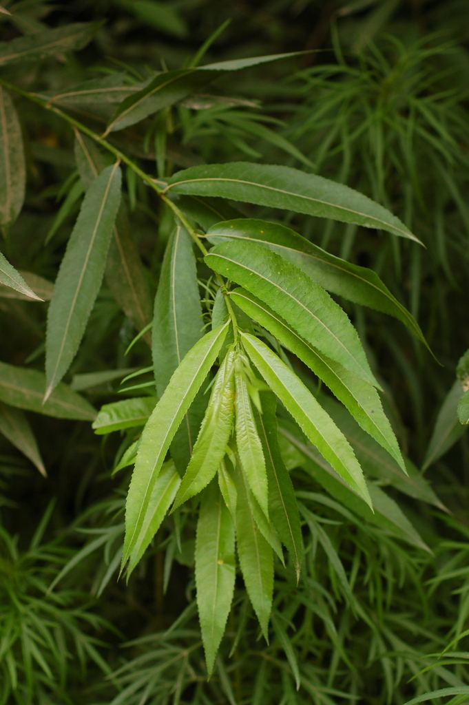 Daphnella