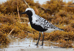 Grey Plover photo 2
