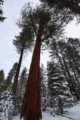 Calocedrus decurrens