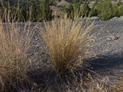 Elymus wawawaiensis