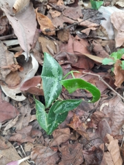 Passiflora megacoriacea image