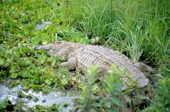 Crocodylus niloticus africanus
