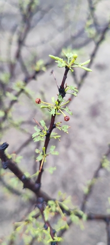 Image of Vachellia vernicosa by no rights reserved