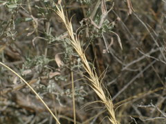 Elymus wawawaiensis