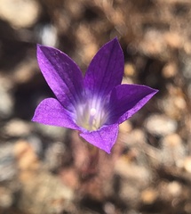 Githopsis pulchella